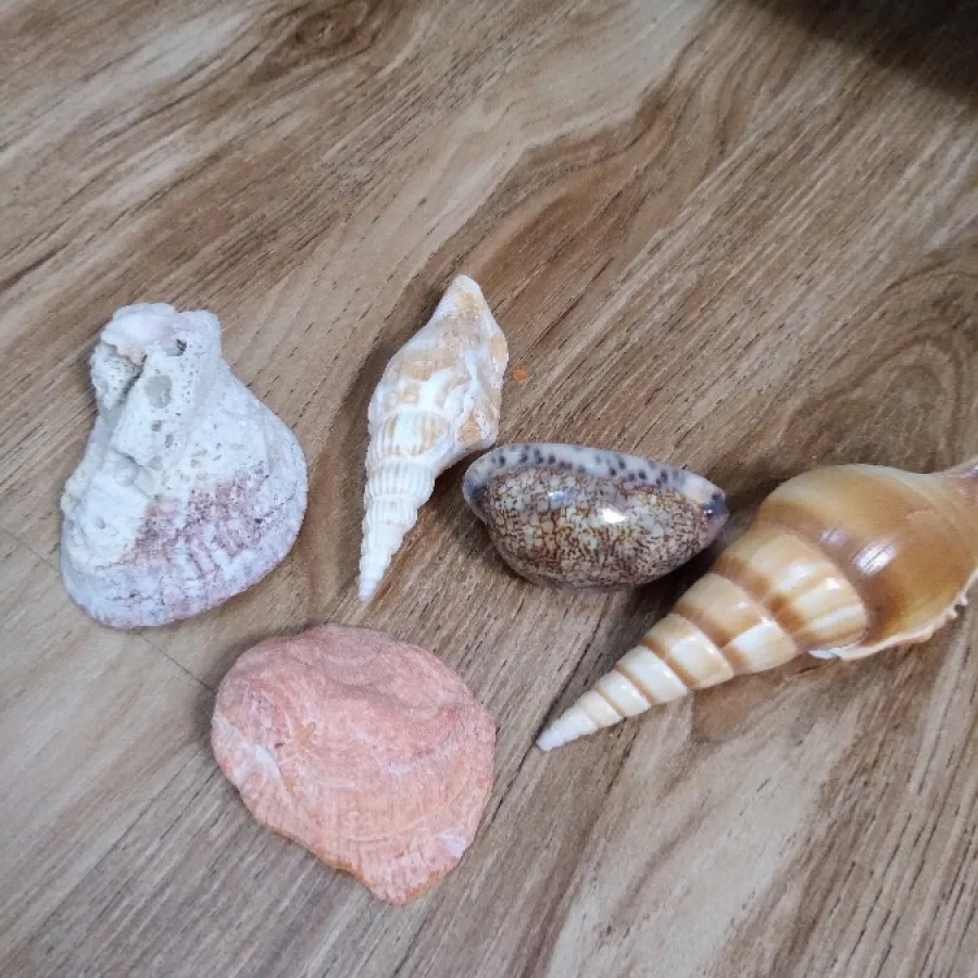 انواع صدف و سنگ های دریا