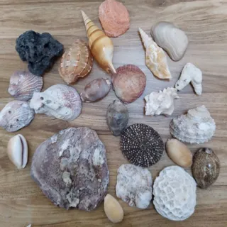 انواع صدف و سنگ های دریا