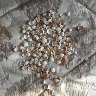 صدف