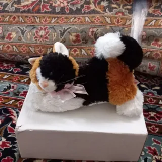 گربه پشمالو
