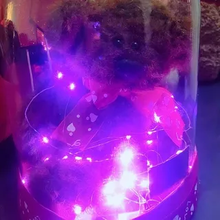 پک هدیه ولن