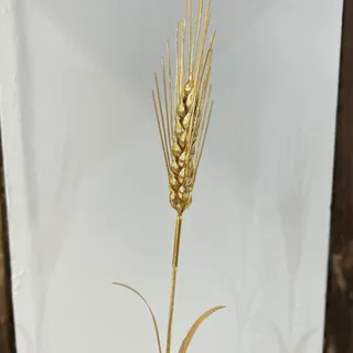 گندم برنجی‌ طلایی