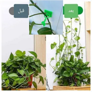 گیره نگهدارنده گیاه پتوس