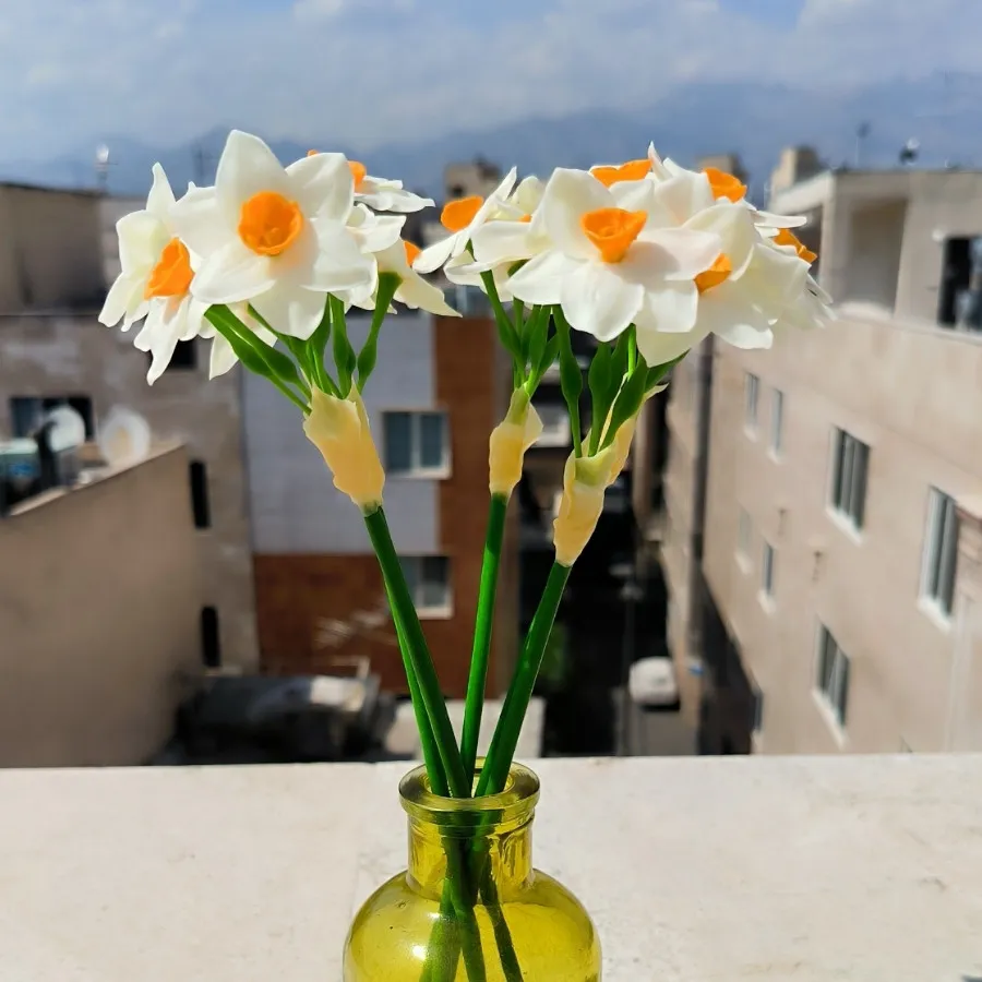شاخه گل نرگس