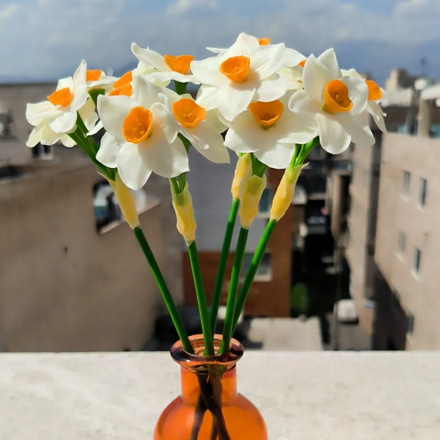 شاخه گل نرگس