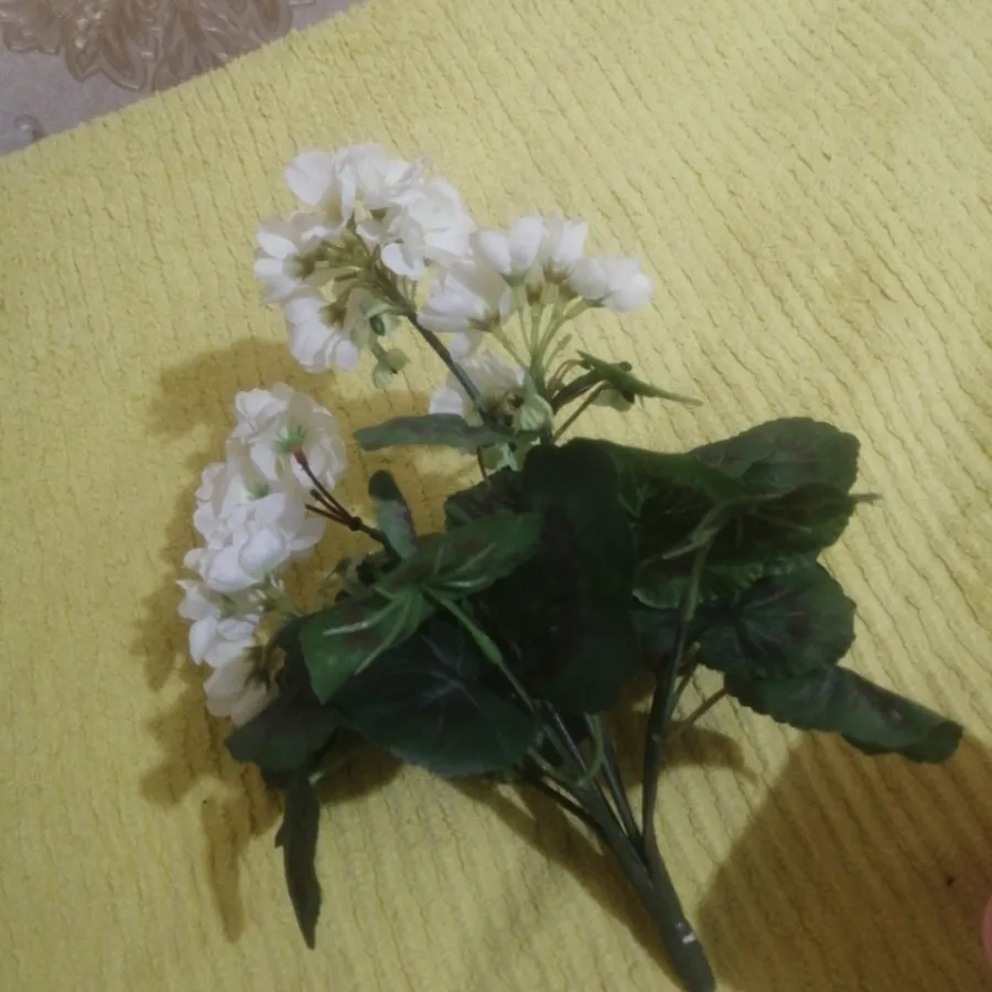 بوته گل شمعدانی