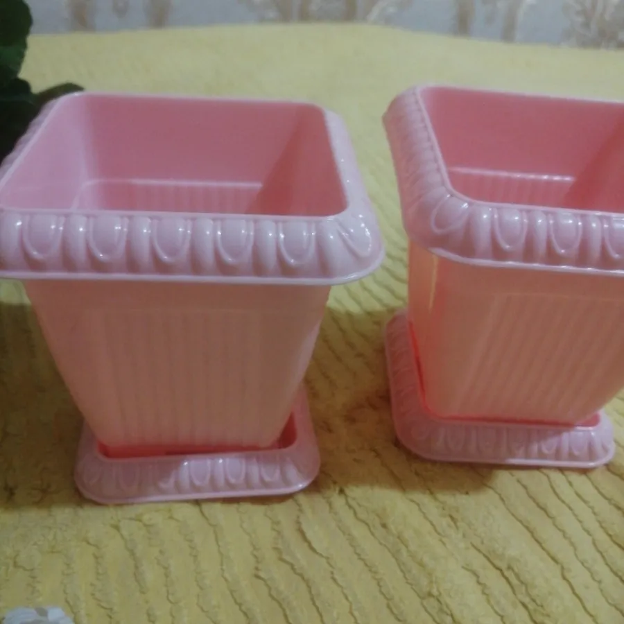 بوته گل شمعدانی