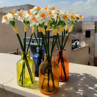 شاخه گل نرگس