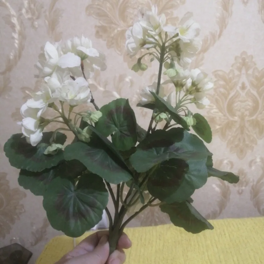 بوته گل شمعدانی