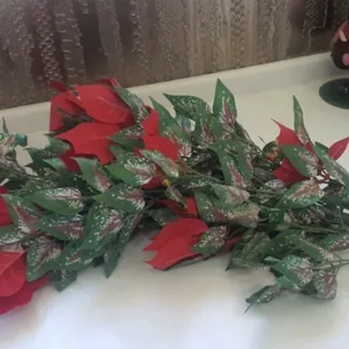 گل بنت قنسول