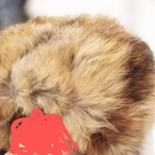 کلاه پوست