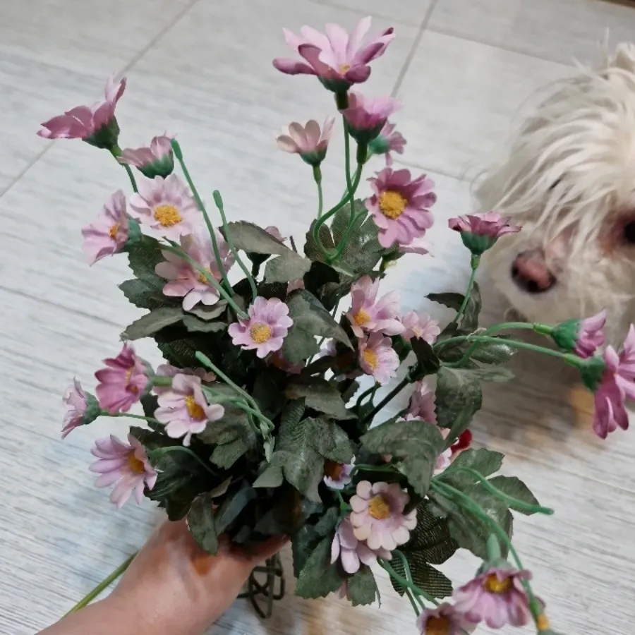 گل بابونه
