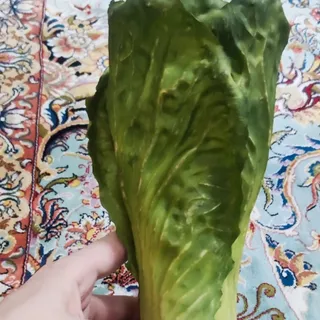 کاهو مصنوعی