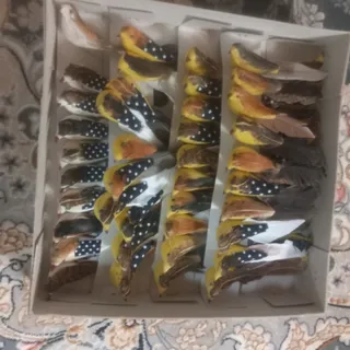 پرنده‌ی کوچک
که رویای و ت