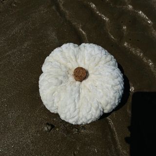 کدو تدی