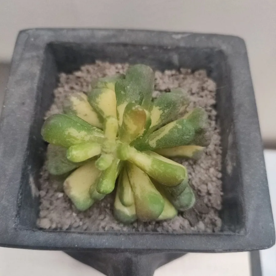 گلدان گل مصنوعی