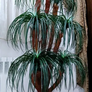 درختچه نخل مصنوعی نونو