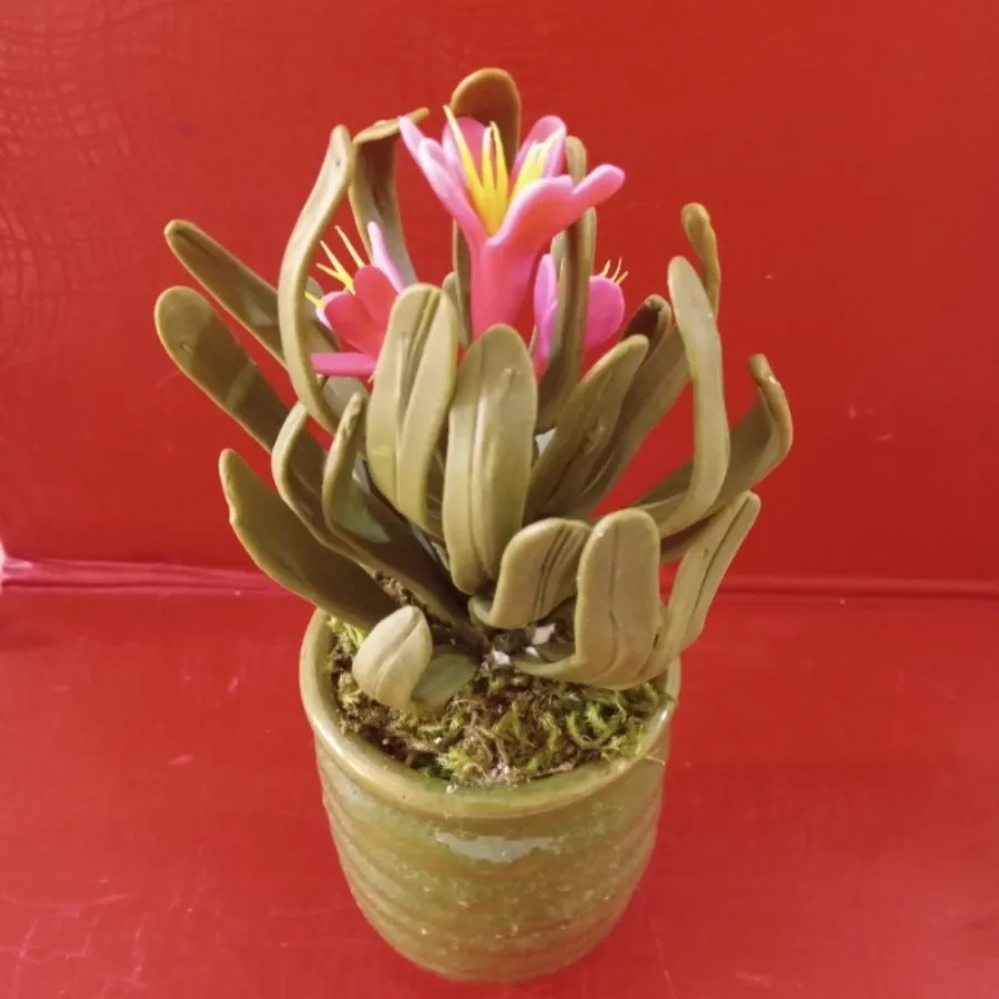 گلدان تک کاکتوس