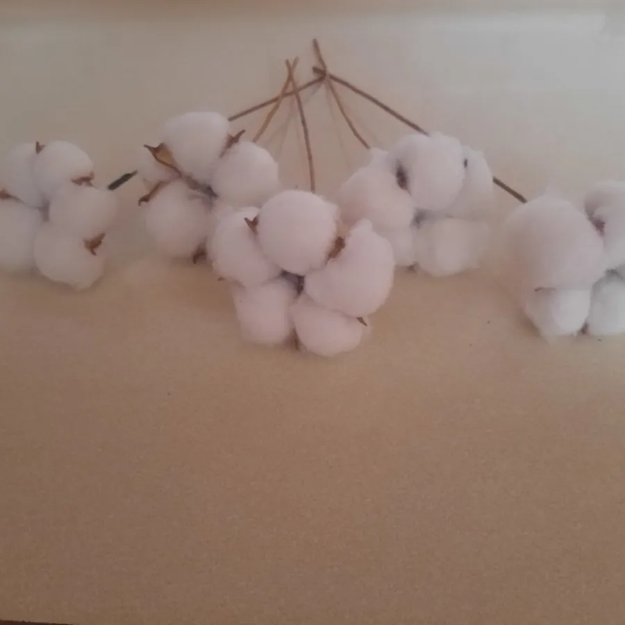 گل پنبه و لیسک و پیاله