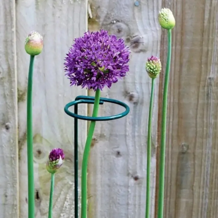 قیم نگهدارنده گیاه