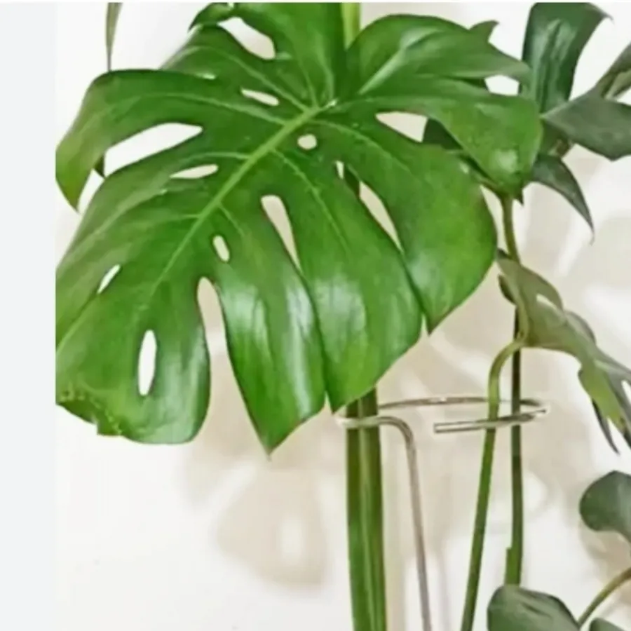 قیم نگهدارنده گیاه