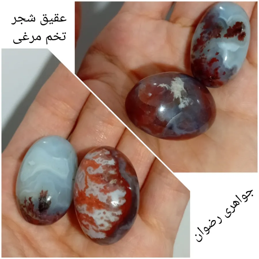 تخم مرغی های عقیق شجر