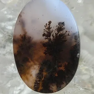 شجر کلکسیونی جنگلی