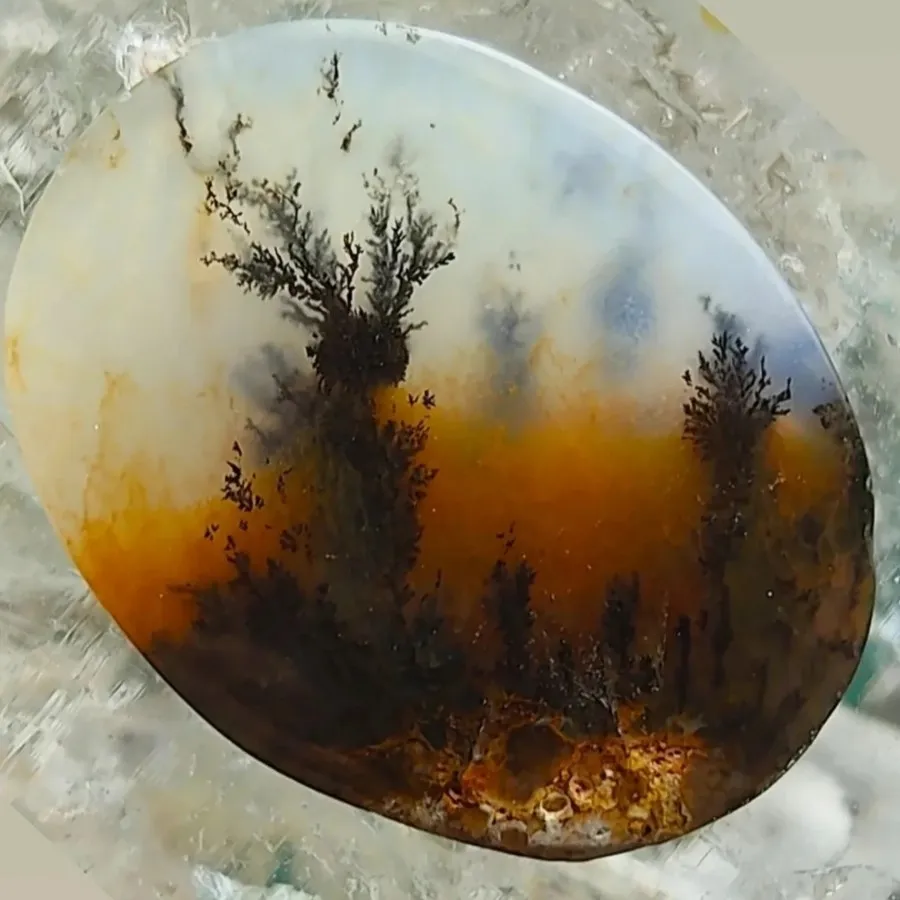 شجر در غروب