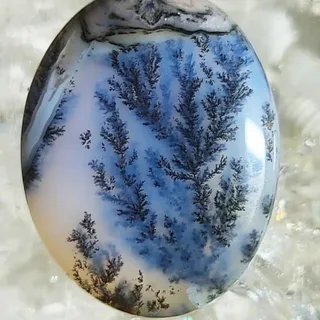 شجر سلطنتی جاودانه