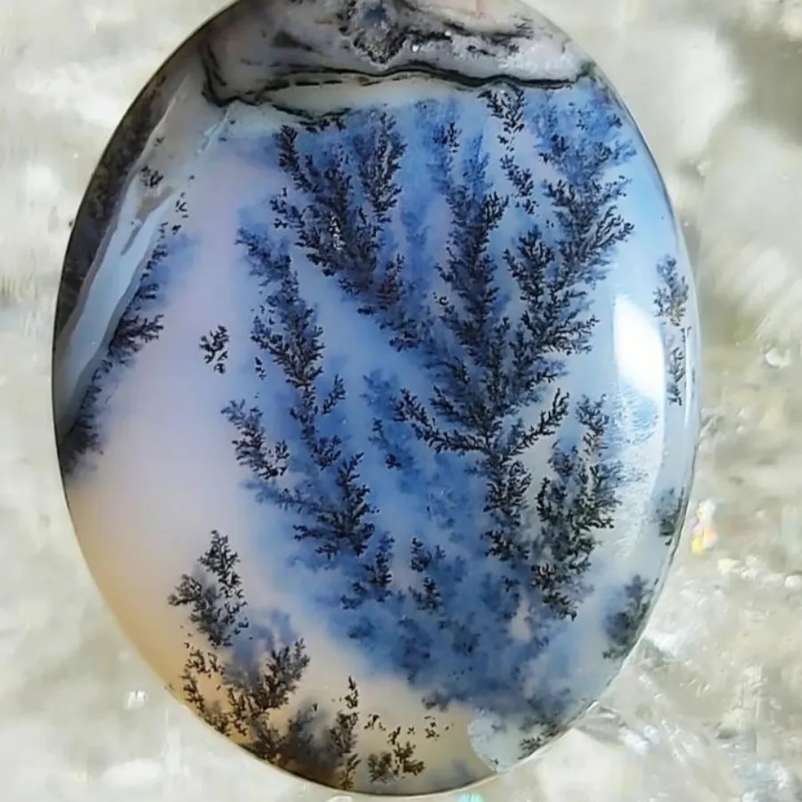 شجر سلطنتی جاودانه