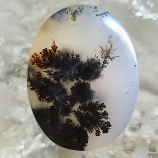 جنگلی در دل سنگ