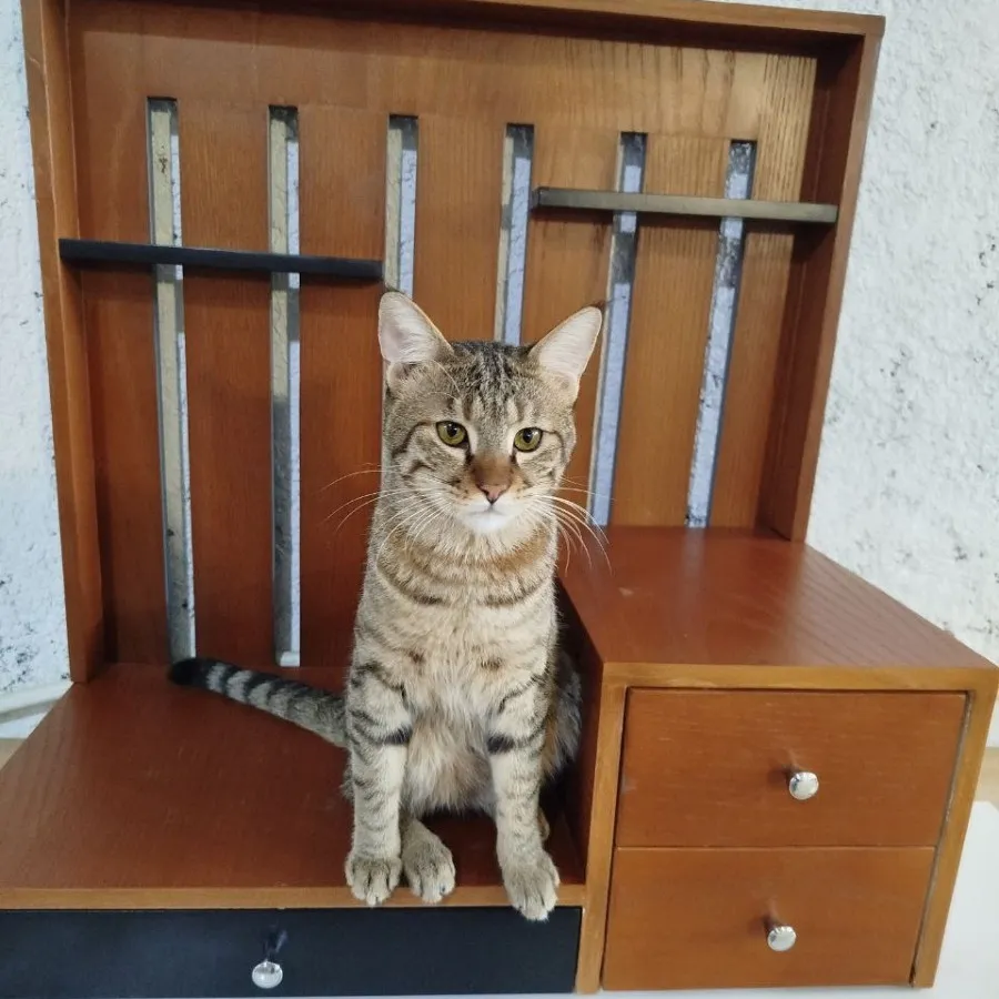 استند کافی بار