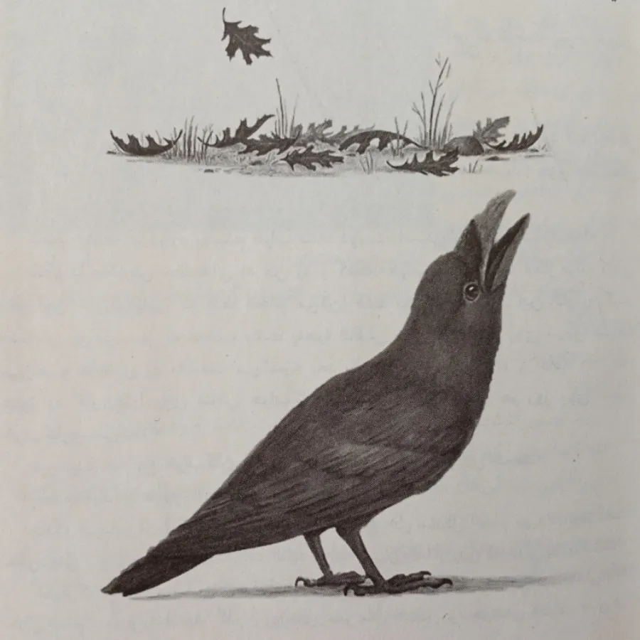 کتاب درخت آرزو