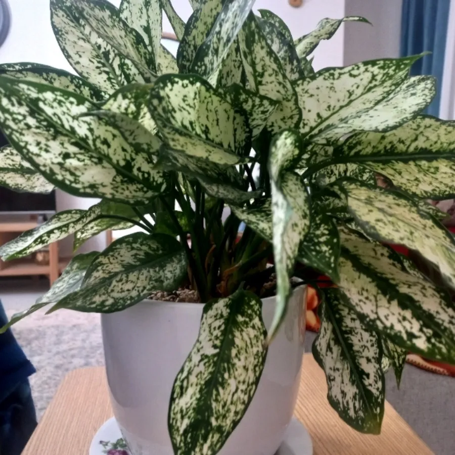 گل طبیعی با گلدان سرامیکی