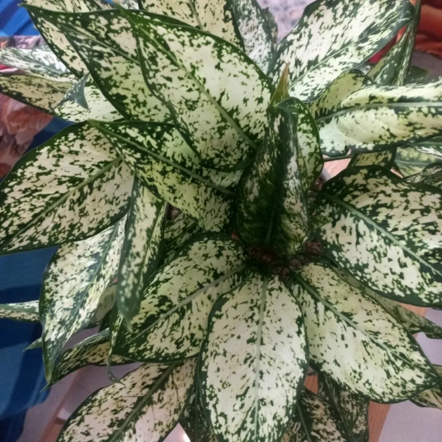 گل طبیعی با گلدان سرامیکی