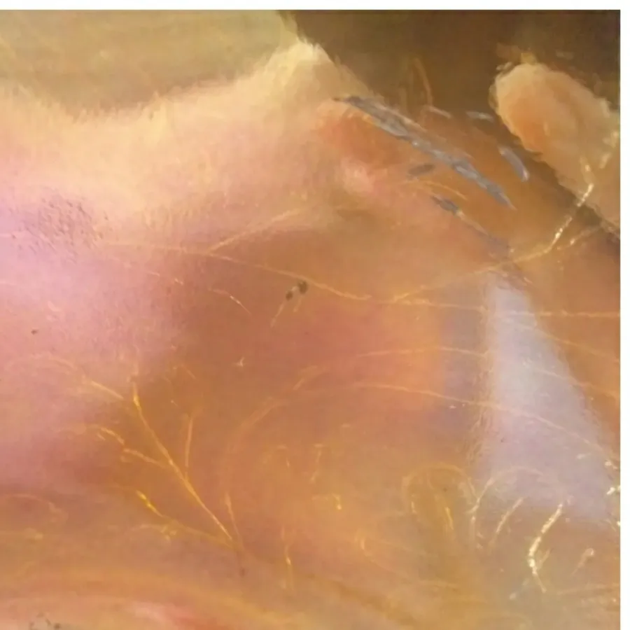 میوه خوری زنگاری آمریکایی