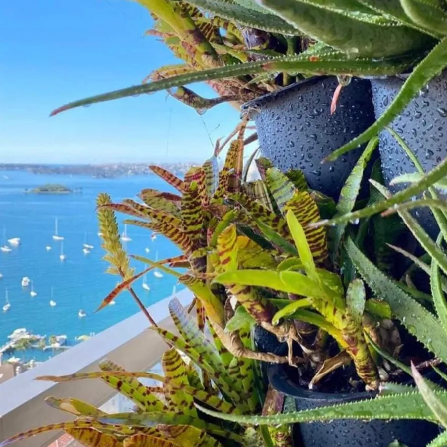 گلدان دیوار سبز