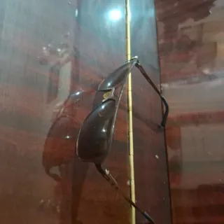 عینک زنانه افتابی دیزل