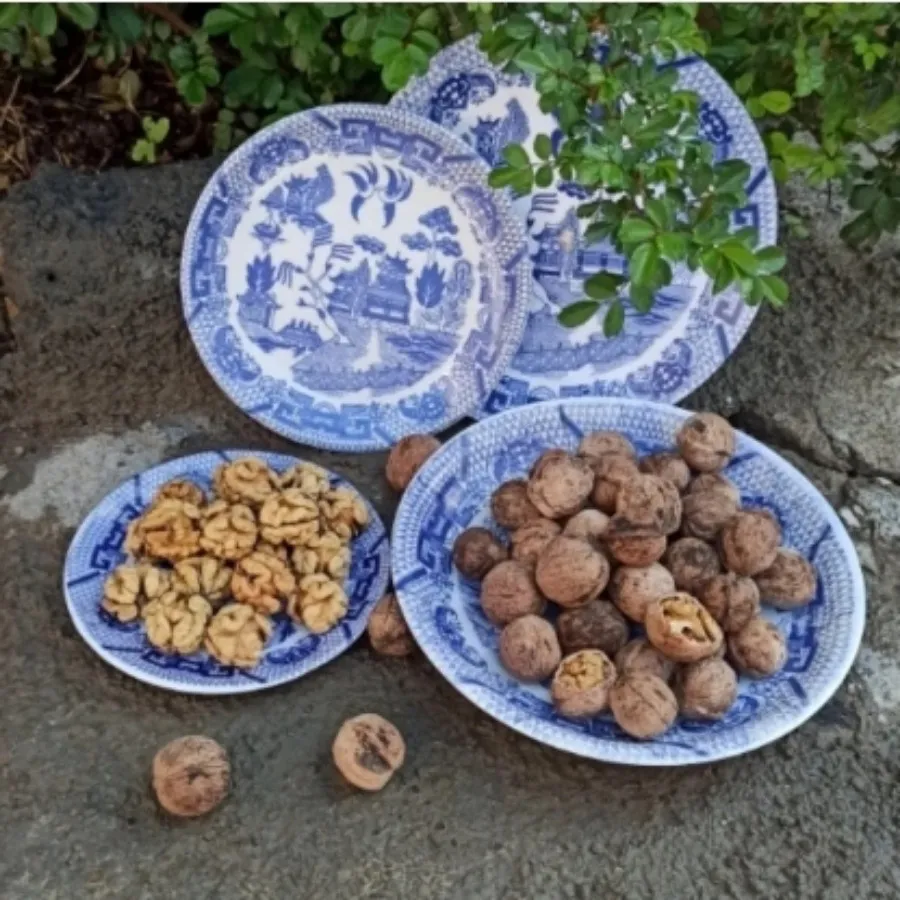 ظروف دیوار کوب