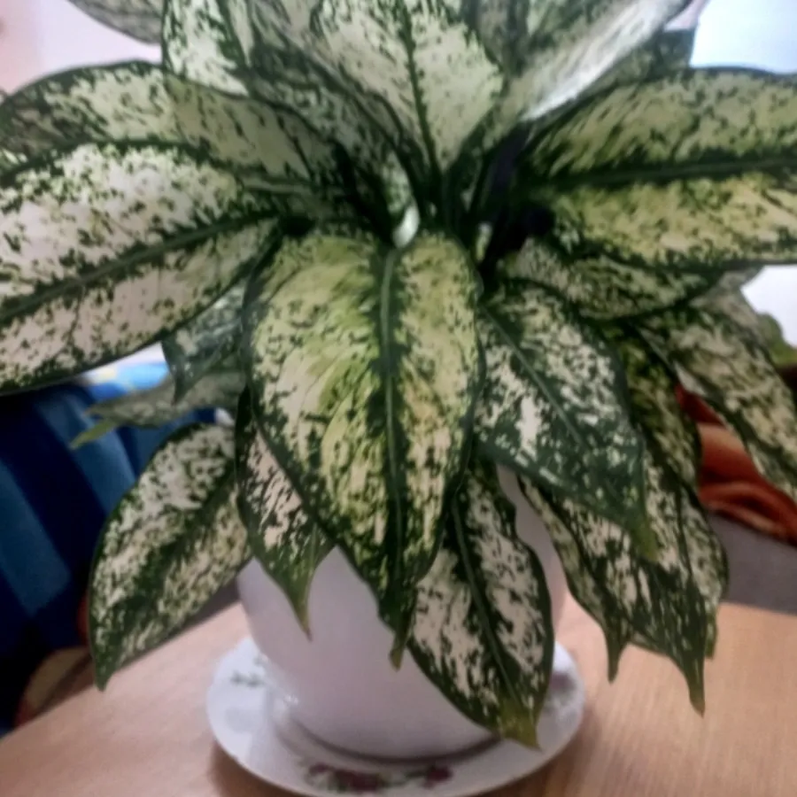 گل طبیعی با گلدان سرامیکی