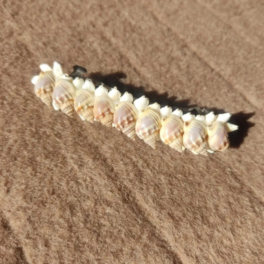 گیره مو صدف دریا