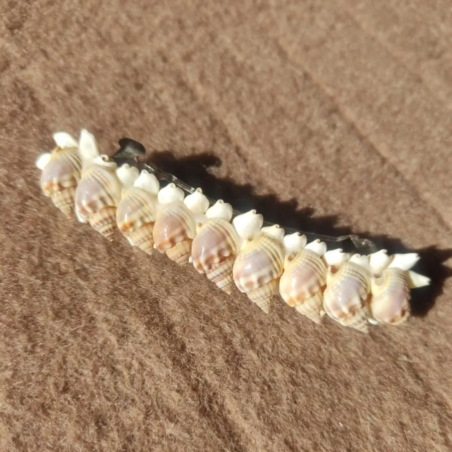 گیره مو صدف دریا