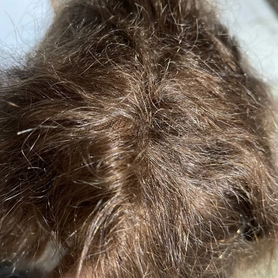 کلاهگیس موی طبیعی