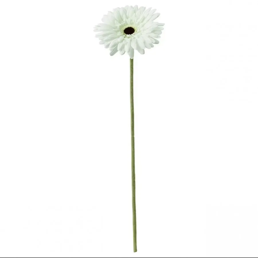 گل ژربرا ایکیا