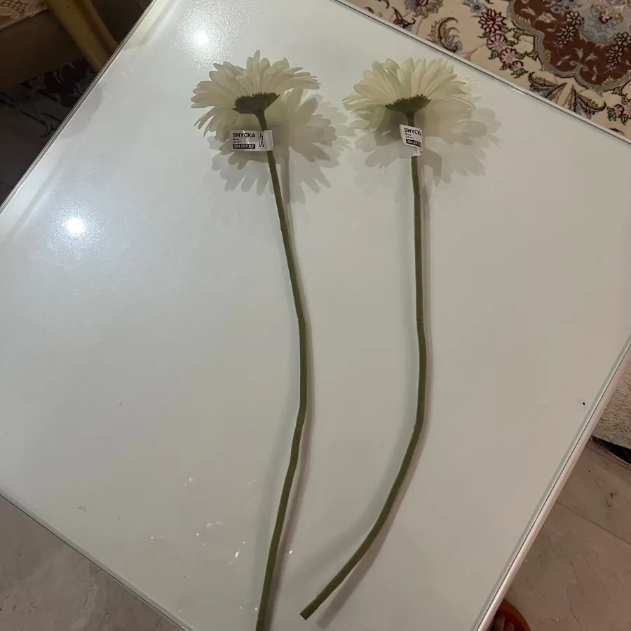 گل ژربرا ایکیا