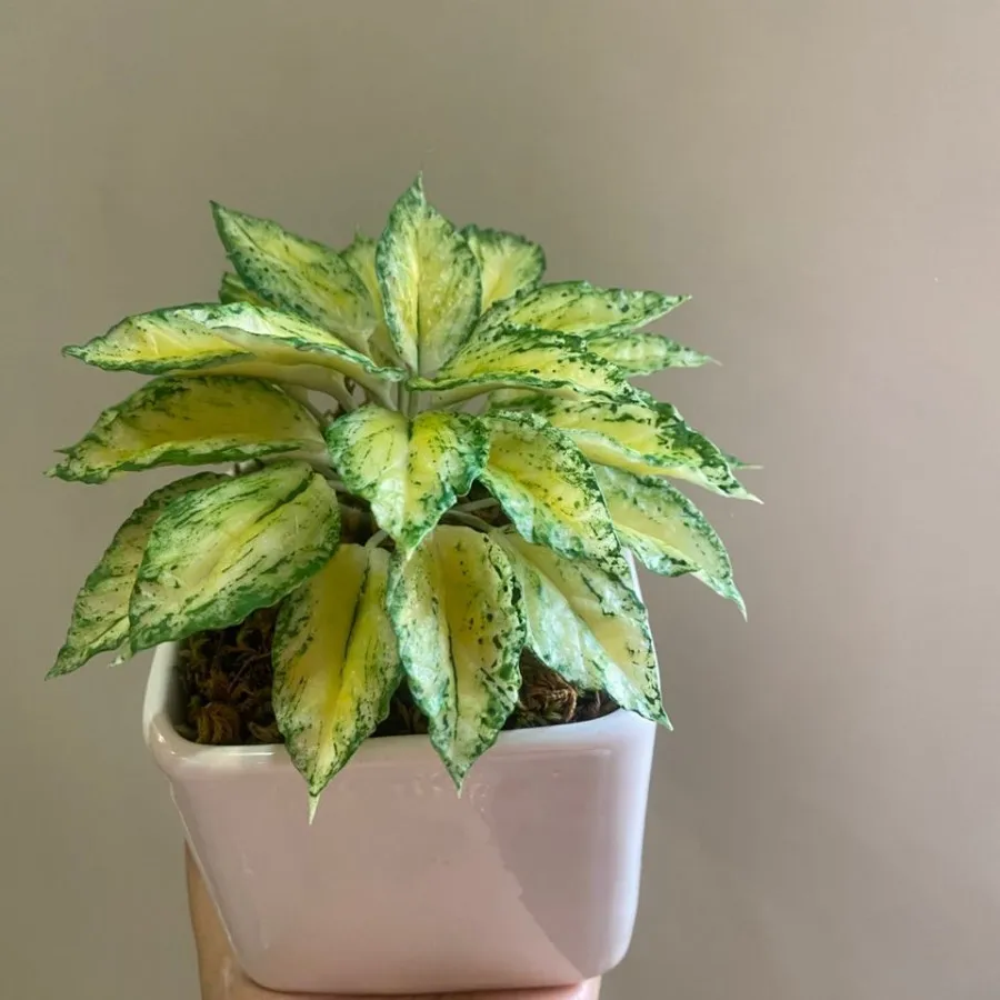 گل های جاودان