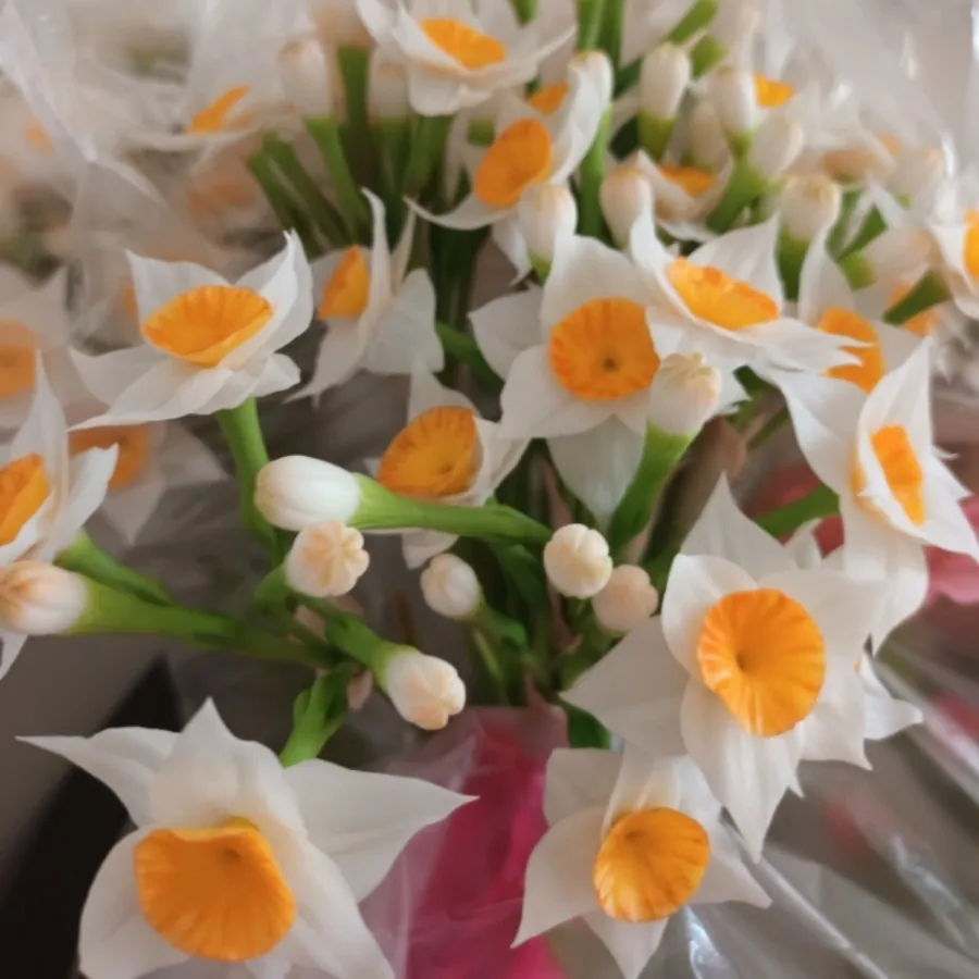 گل های جاودان