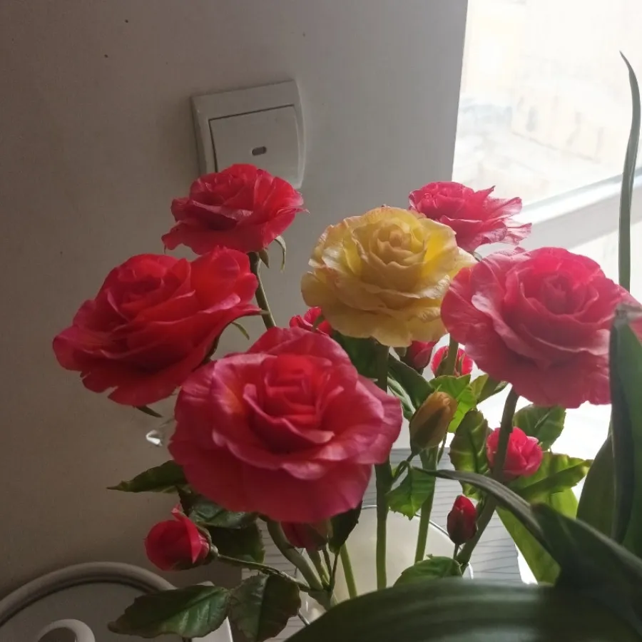 رز های جاودان