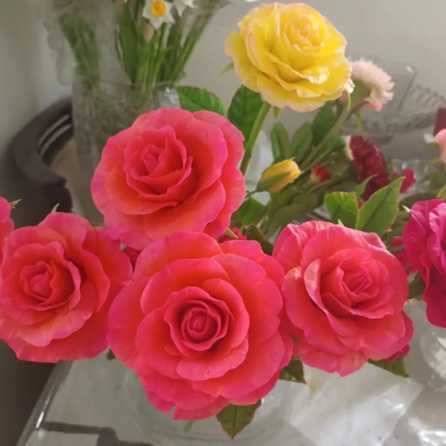 رز جاودان و زیبا