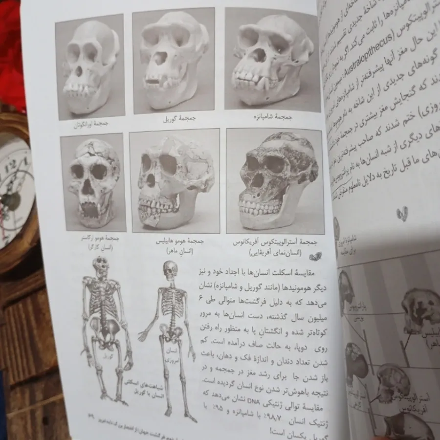 فرگشت و ژنتیک